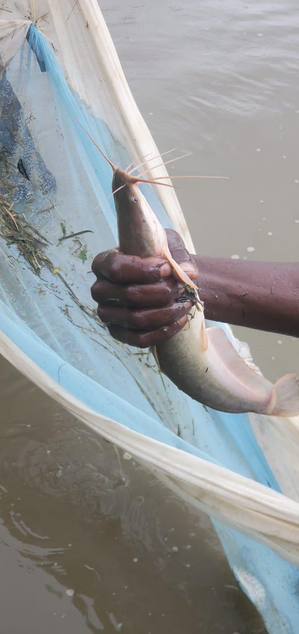 Fish production