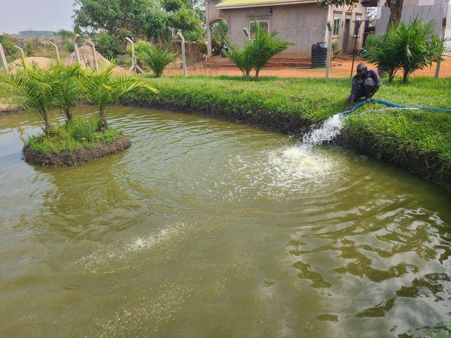 Aquaculture and fish pond systems
