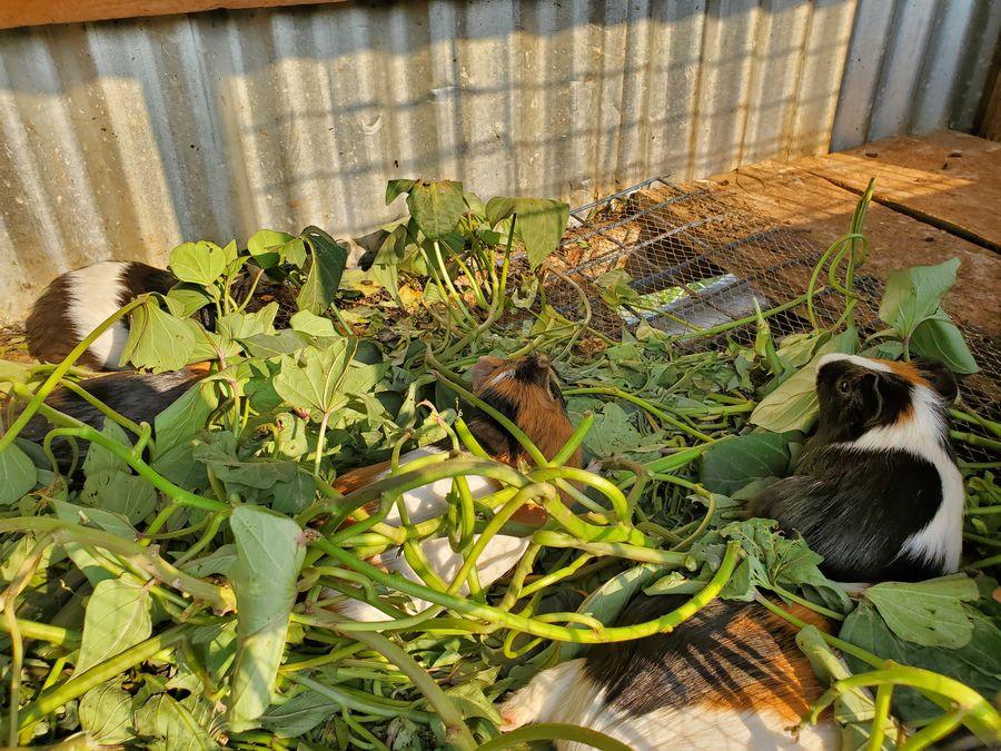 Small livestock farming
