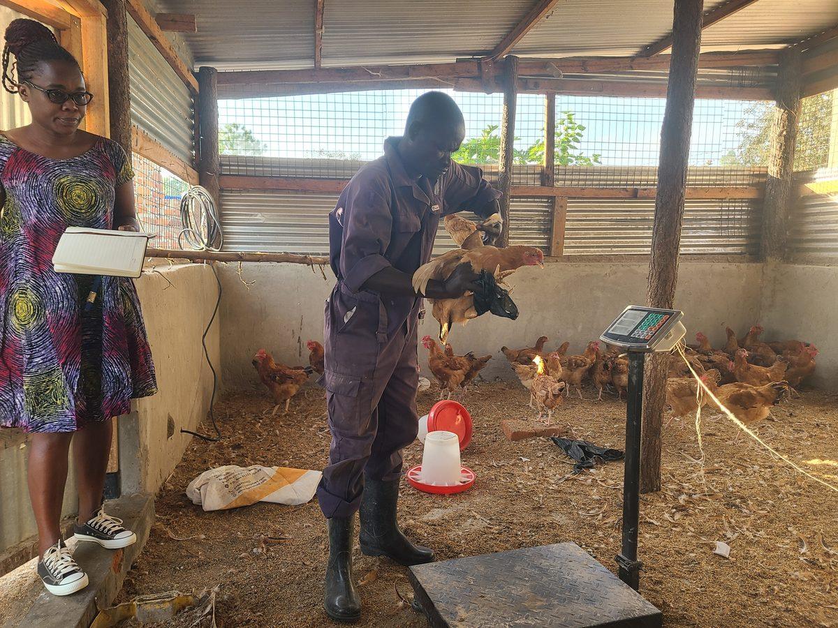 Poultry enterprise