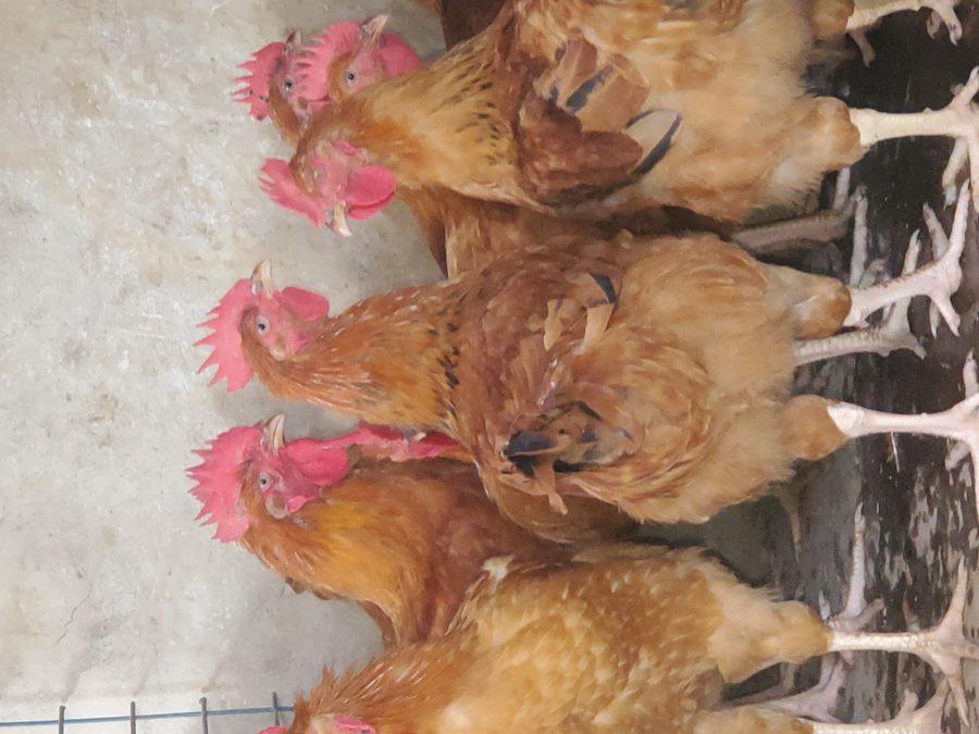 Poultry enterprise