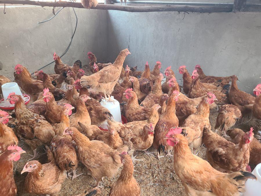 Poultry systems