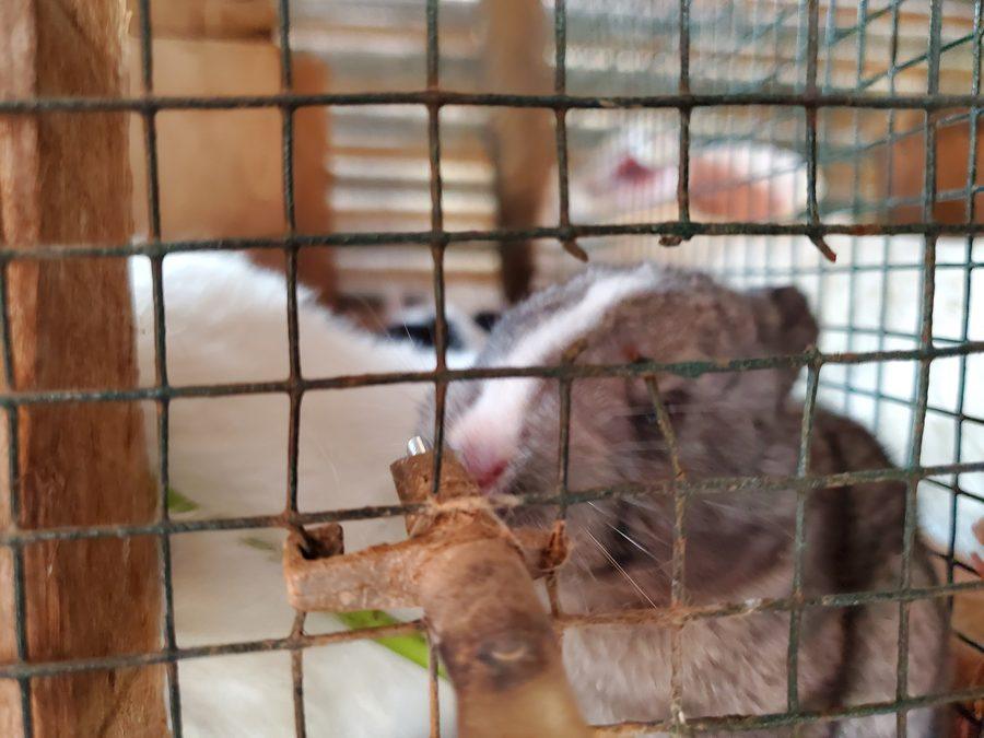 Rabbit farming and demonstration training