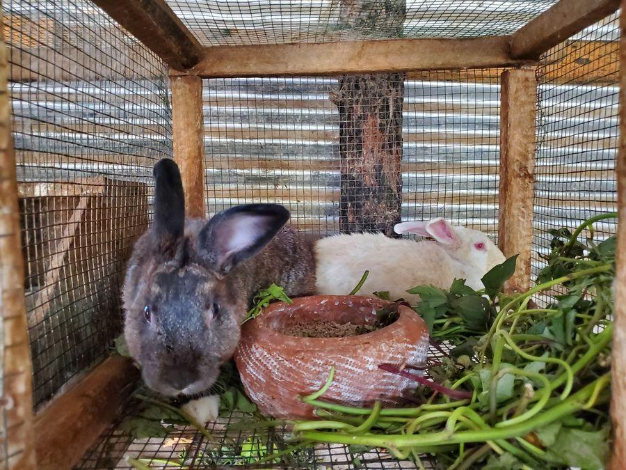 Rabbit farming