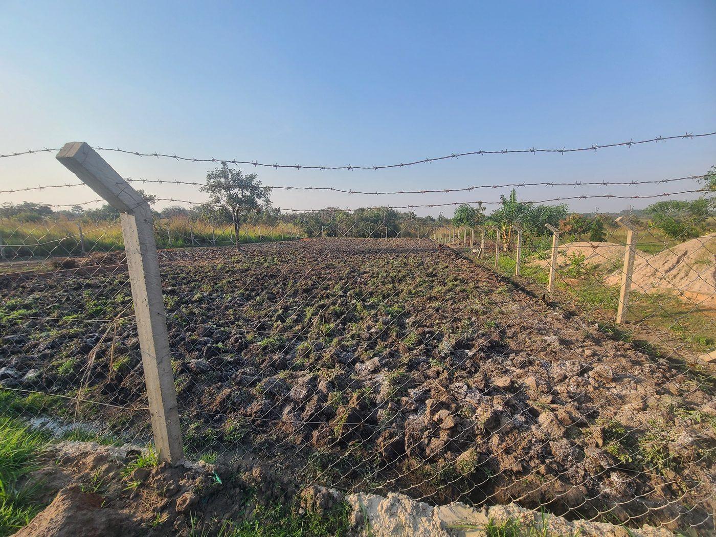 Vegetable production at Terraregen demonstration farm